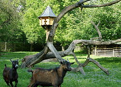Streichelzoo - Waldschänke & Pension Am Forsthaus das Paradies für Urlauber, Feriengäste und Erholungssuchende im Niederlausitzer Land